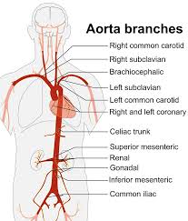 The arteries in neck that supply blood to the brain are called carotid arteries. 5 Largest Arteries In The Human Body Largest Org