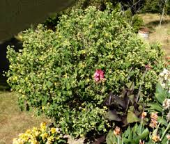 Image result for Abutilon indicum