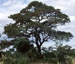 Image result for Burkea africana