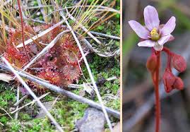 Image result for Drosera burkeana