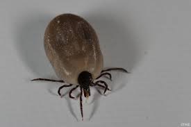 Sốt phát ban (typhus) – Wikipedia tiếng Việt