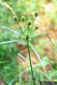 Image result for Cyperus sphacelatus
