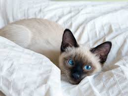 Apparently traditional siamese cat breeders would like the cfa to recognize the traditional cat breed but the cfa say one siamese,bengalmese & bengal i have a male blue point siamese named zeus. 8 Cute Pictures Of Siamese Cats