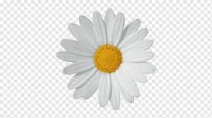 Selanjutnya bunga matahari, mahkota bunga umumnya berwarna kuning cerah. Grafik Jaringan Portable Daisy Umum Keluarga Daisy Menggambar Bunga Matahari Putih Lain Lain Bunga Matahari Png Pngwing