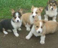 These pembroke welsh corgi puppies are friendly & energetic. Pembroke Welsh Corgi Puppies For Sale Manitowoc Wi 237741