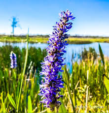 Image result for Nesaea cordata