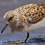 Shorebird Festival