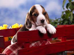 Beagle Puppy Presenting santa banta funny video 2015 santa lost his dog. santabanta