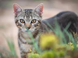 ‪Know the difference: feral cats, unsocial strays, and more • SPCA New  Zealand‬‏