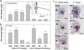Evolution Of Extreme Stomach Ph In Bilateria Inferred From Gastric Alkalization Mechanisms In Basal Deuterostomes Scientific Reports