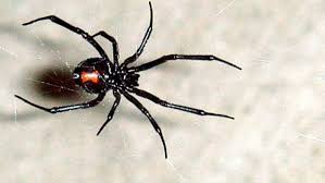 When is black widow released? Black Widow Spider Hiding In Grapes Bites Woman Stuff Co Nz