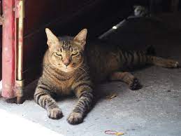 You may be relieved to finish treatment, but find it hard not to worry about cancer coming back. Transitional Cell Carcinoma Lap Of Love