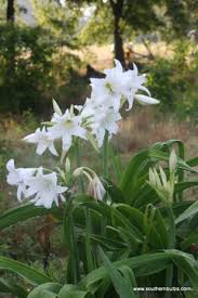Image result for Crinum moorei