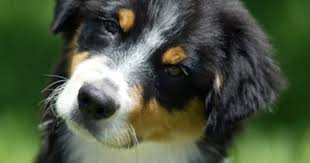 Black And White Shepherd Dog Pin By Emma Mok On Aussie Love Australian Shepherd Dogs Australian Shepherd Australian Shepherd Puppies