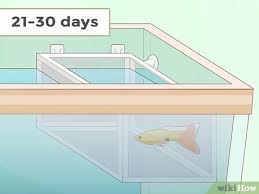 So weiß man, wann die katze ausgewachsen ist. Guppies Futtern 13 Schritte Mit Bildern Wikihow