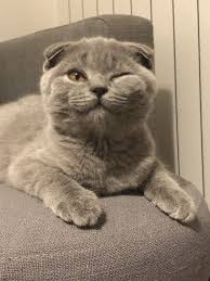 Scottish Fold Cat Scottish Fold Scottish Fold Kittens Cutest Cats Ever