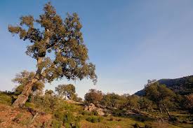 Check spelling or type a new query. Tourisme Massif Des Maures Visite Et Randonnees Au Massif Des Maures