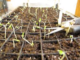 Starting Tomato And Pepper Seeds For Best Germination