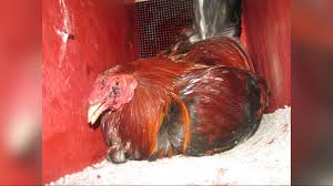 French roosters now crow with the law behind them january 24, 2021 crow french law roosters paris — the crow of a rooster and the ringing of a church bell at dawn. Inside The Blood Sport Of Cockfighting Khou Com
