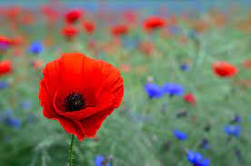 Maybe you would like to learn more about one of these? Poppy Flower Symbolism Of Red Poppies