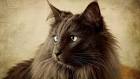 Nebelung Cat Breed Information - Kittens For Sale