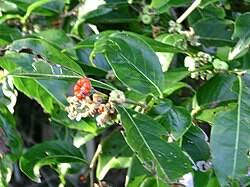 Image result for Oxygonum salicifolium