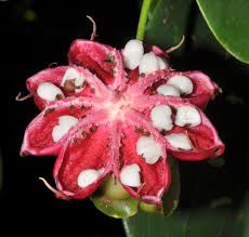 Image result for Dilleniaceae