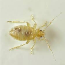 Image result for Bed Bug
