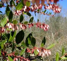 Image result for Rawsonia lucida
