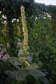 Image result for Embelia libeniana