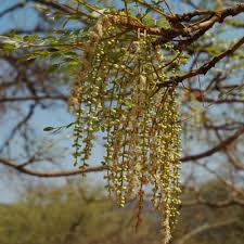 Image result for Burkea africana