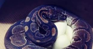 أفعى عمرها 50 عاما تبيض بدون تزاوج منذ 15 عام ا صور St Louis Zoo Snake Ball Python