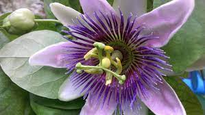Pin On Passion Flowers