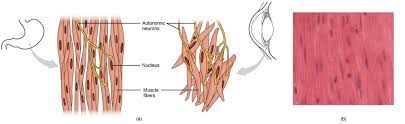 Thousands, or even tens of thousands, of small fibers make up each muscle. Smooth Muscle Anatomy And Physiology I