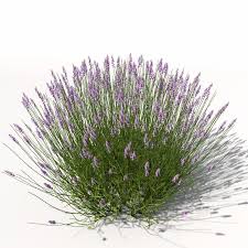 Lavender Plant Flowers 3d Model Planting Flowers Lavender Plant 3d Model