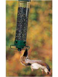 That the three or four foot drop from the feeder is potentially harmful. Amazon Com Droll Yankees Yf M Yankee Flipper Squirrel Proof Bird Feeder 21 Inch Green Garden Outdoor