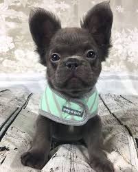 I have never had an interest in breeding my dogs. Mini French Bulldog Crochet Pattern Pdf Frenchie Dog Etsy In 2021 Bulldog Puppies Baby Animals Cute Baby Animals