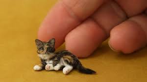 Are you searching for cute cat png images or vector? Omg So Cute Cats Best Funny Cat Videos 2021 66 Monkey Viral