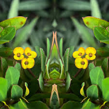 Image result for Pentarrhinum