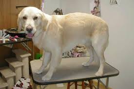 Check spelling or type a new query. Grooming By Bernadette This Is A Golden Retriever In What I Call A Summer Smoothie I Do Not Shave Goldens I Use Snap On Dog Grooming Pet Grooming Pet Hacks