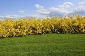 Planting Forsythia Hedges Tips On Using Forsythia As A Hedge Forsythia Bush Hedging Plants Pruning Forsythia