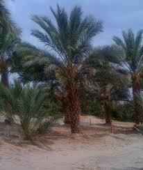 Buy Medjool Date Palm Trees California Florida Texas 8 Ct Fg Phoenix Dact S Realpalmtrees Com Palmas Florida California