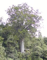 Image result for Araucariaceae