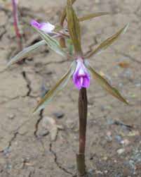 Image result for Nervilia petraea