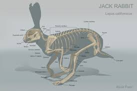 Artstation Animal Anatomy Charts Alicia Poon