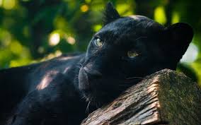 Black Panther Wallpaper A3 Hd Desktop Wallpapers 4k Hd Black Panther Cat Panther Cat Black Jaguar Animal