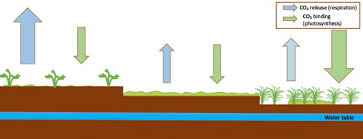 We did not find results for: Carbon Dioxide Sink Function In Restored Milled Peatlands The Significance Of Weather And Vegetation Sciencedirect