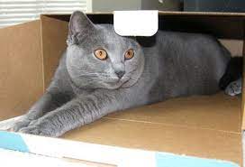 Questions To Consider Before Adopting A First Cat Chartreux Cat Cats Cat Box