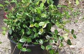 We did not find results for: Trachelospermum Asiatic Jasmine Dwarf Confederate Jasmine Japanese Star Jasmine Trachelospermum Asiaticum Minima