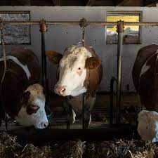 It S Medieval Why Some Cows Are Still Living Most Of Their Lives Tied Up Farm Animals The Guardian